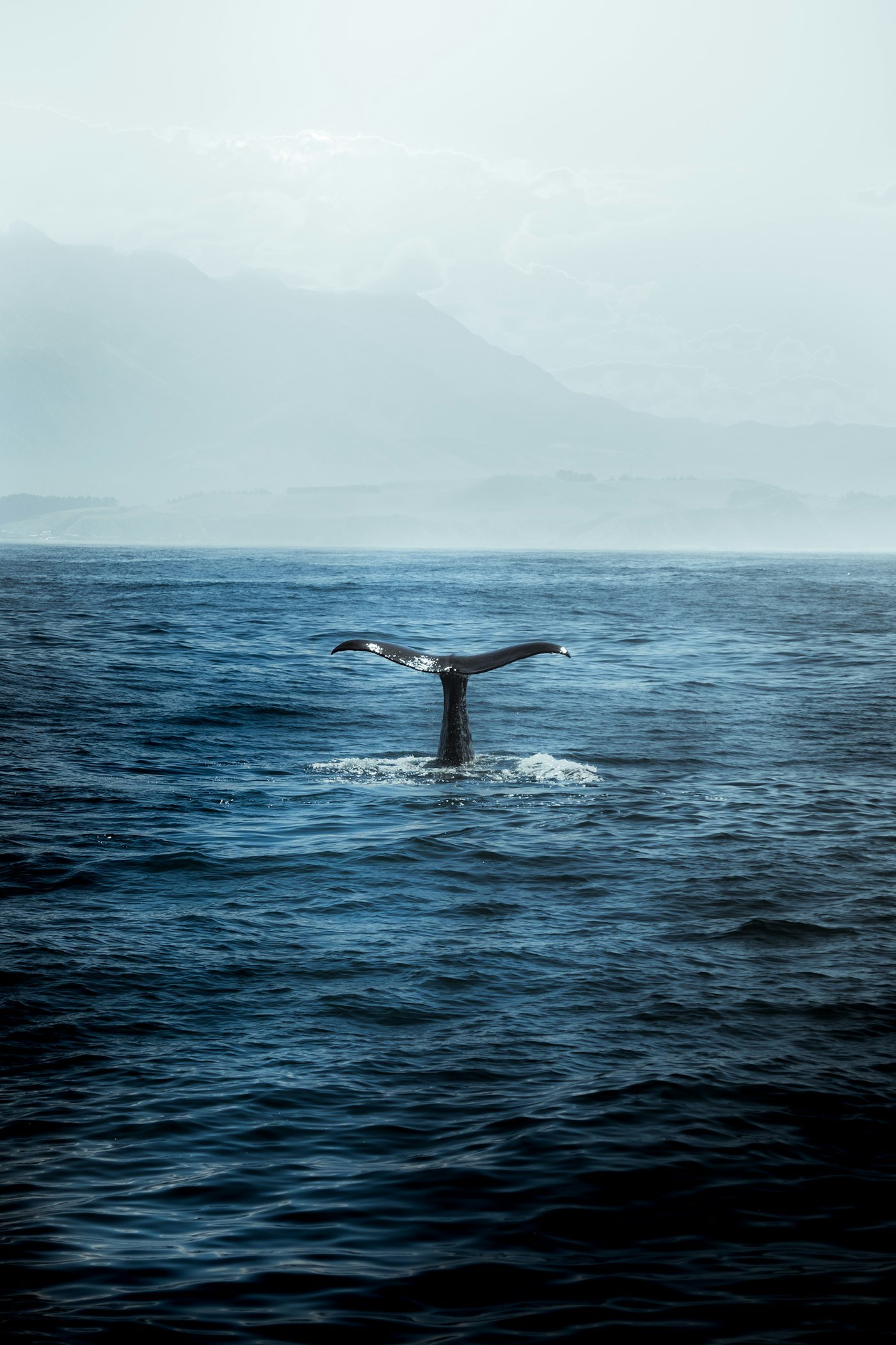 Queue de baleine qui plonge