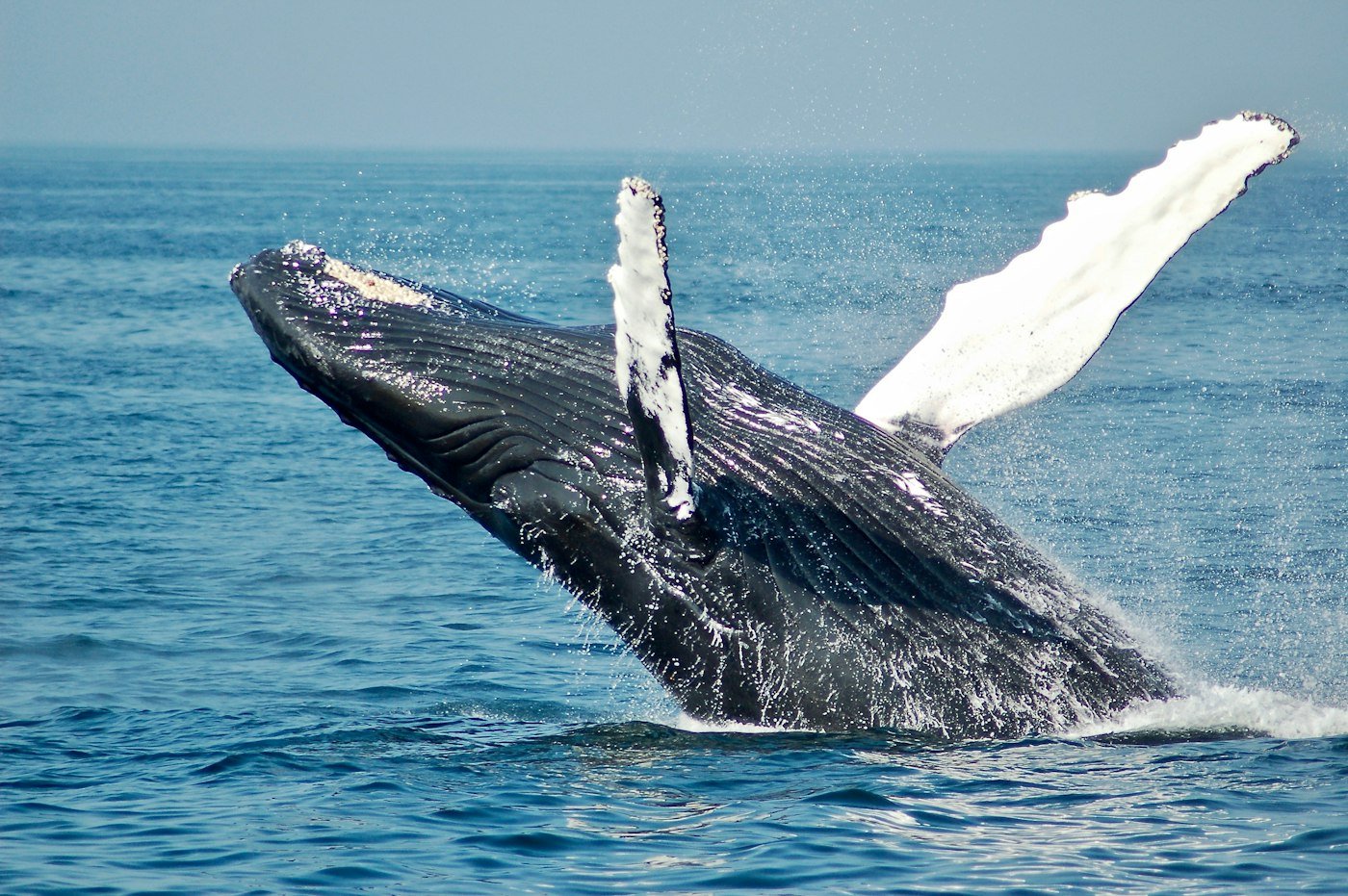 Une baleine à bosse qui saute hors de l'eau