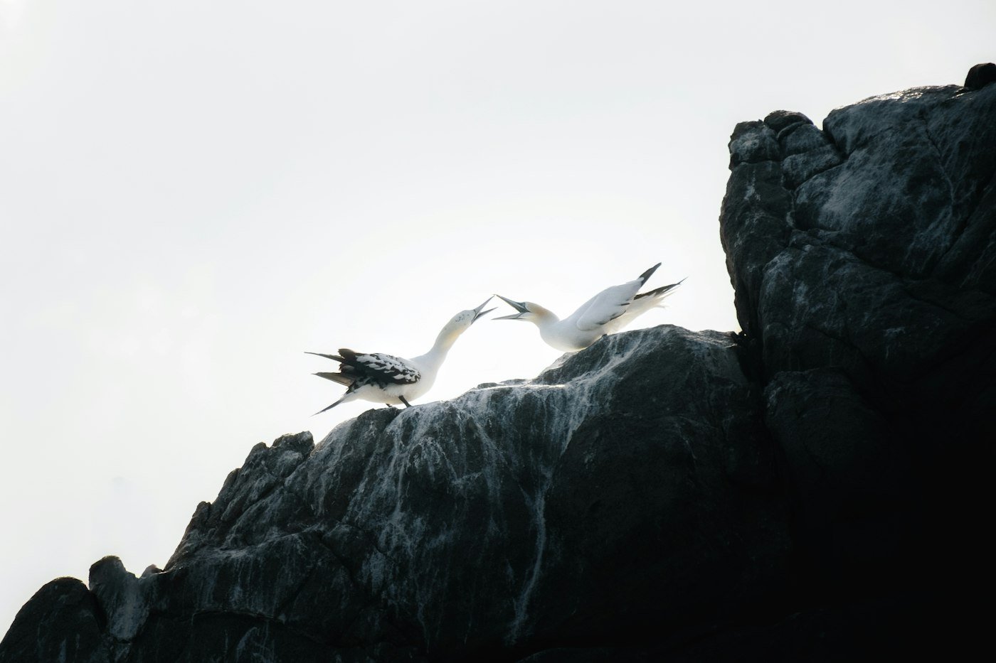 Oiseaux marins au-dessus d'une falaise