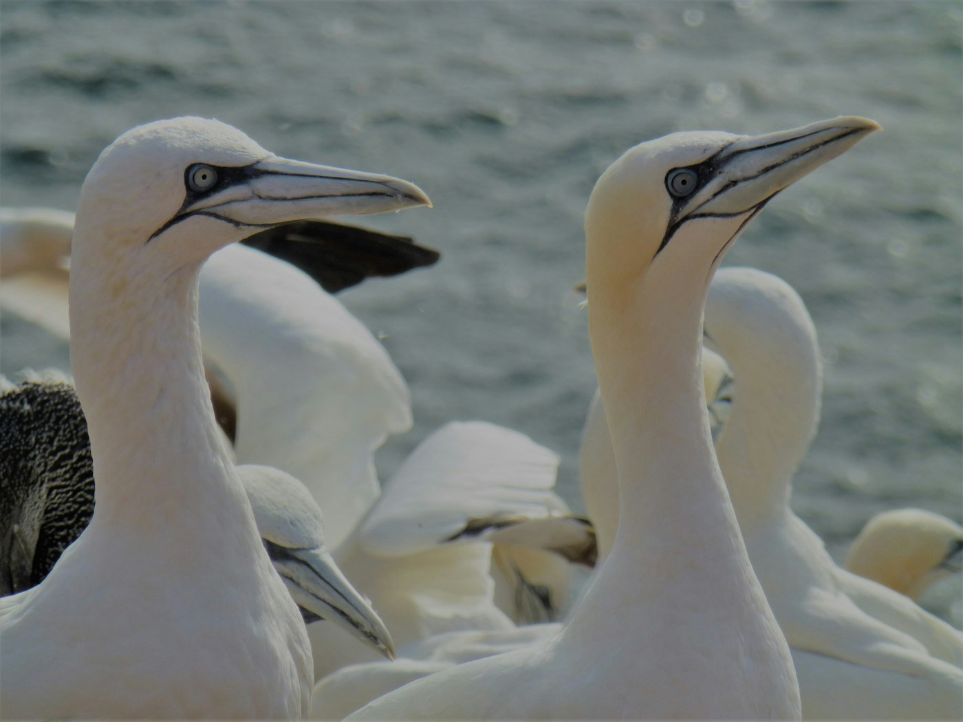 Fous de Bassan sur l'île Bonaventure